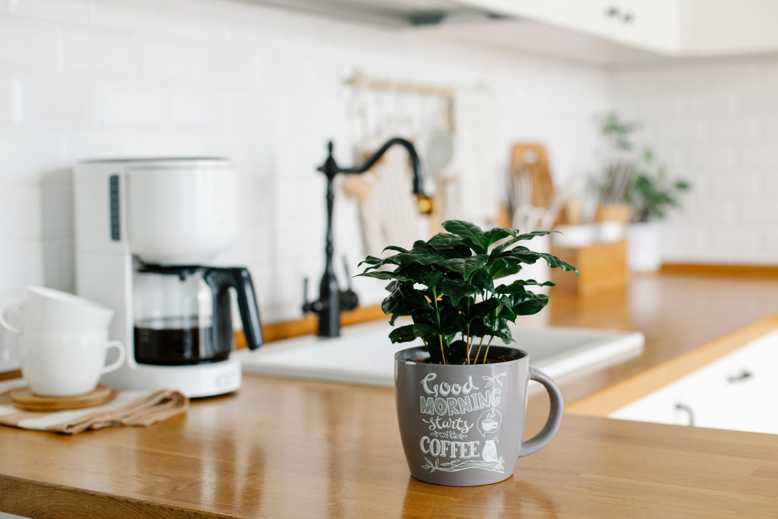 Un pequeño cultivo de café casero