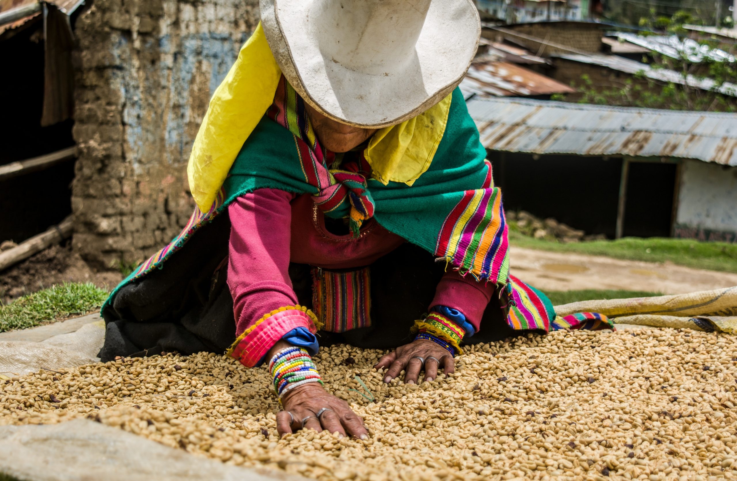 Cultivo de café en Perú: conoce sus oportunidades