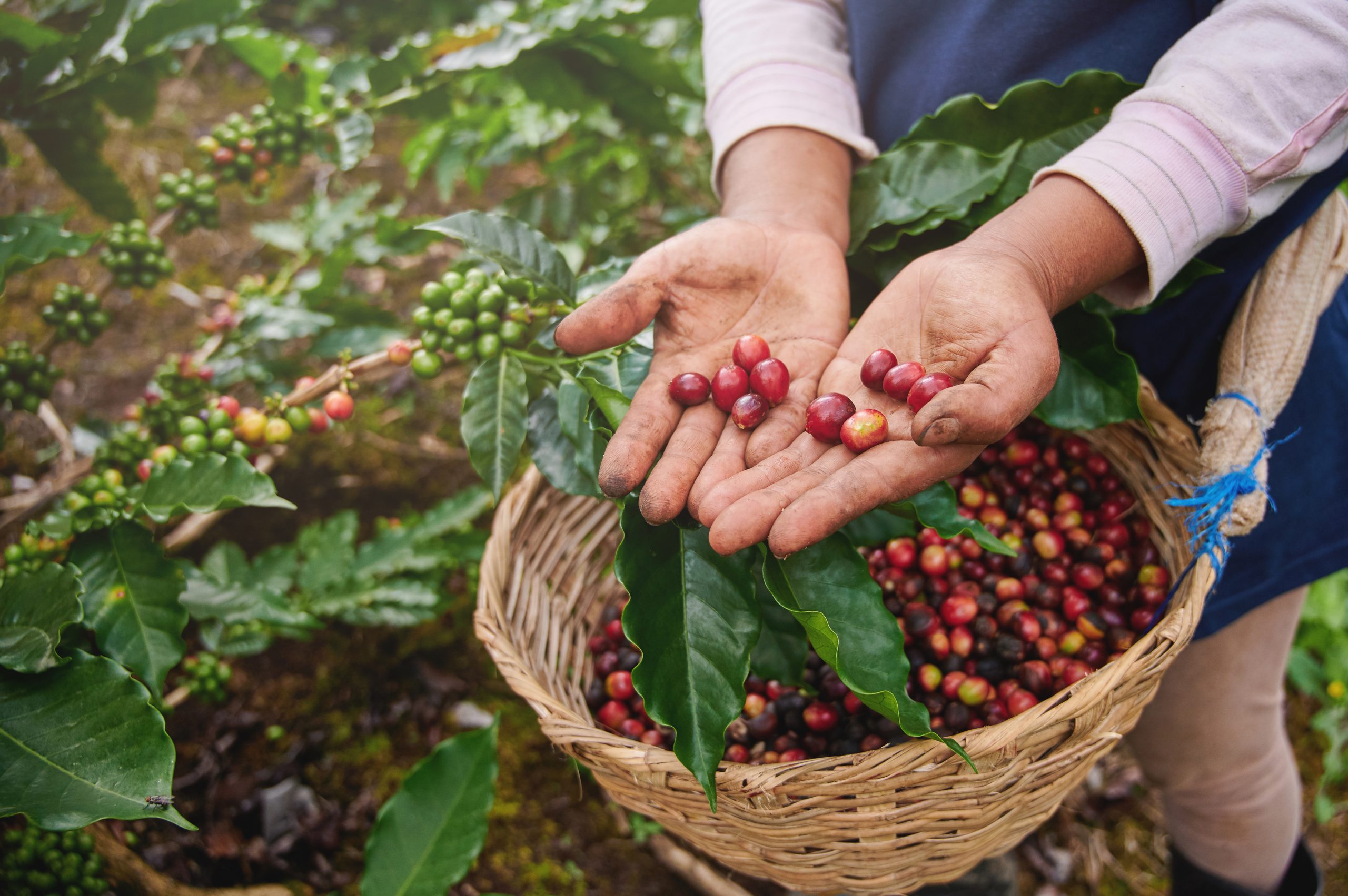 La planta de café es el origen de la famosa bebida