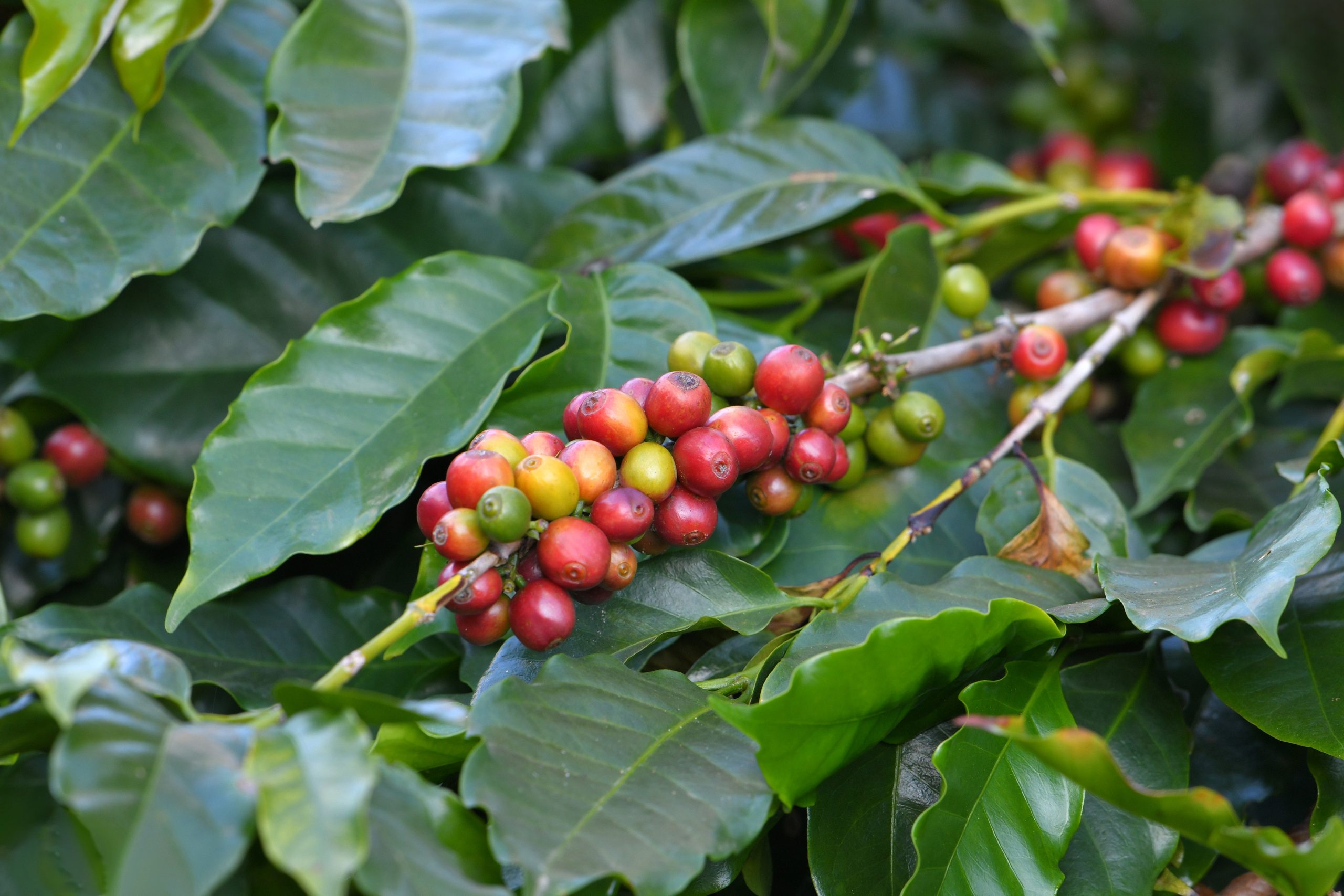Alt-text: Producción de café en Perú: cinco regiones impulsan el turismo cafetero