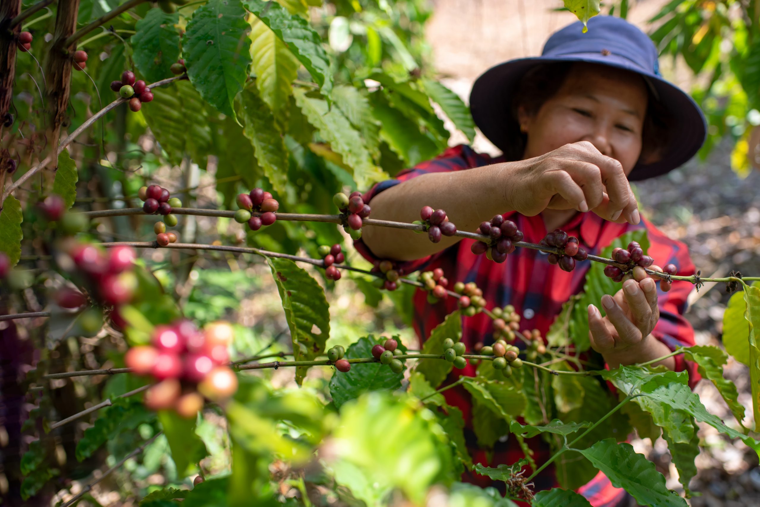 La cosecha de un tipo de café en grano para la exportación