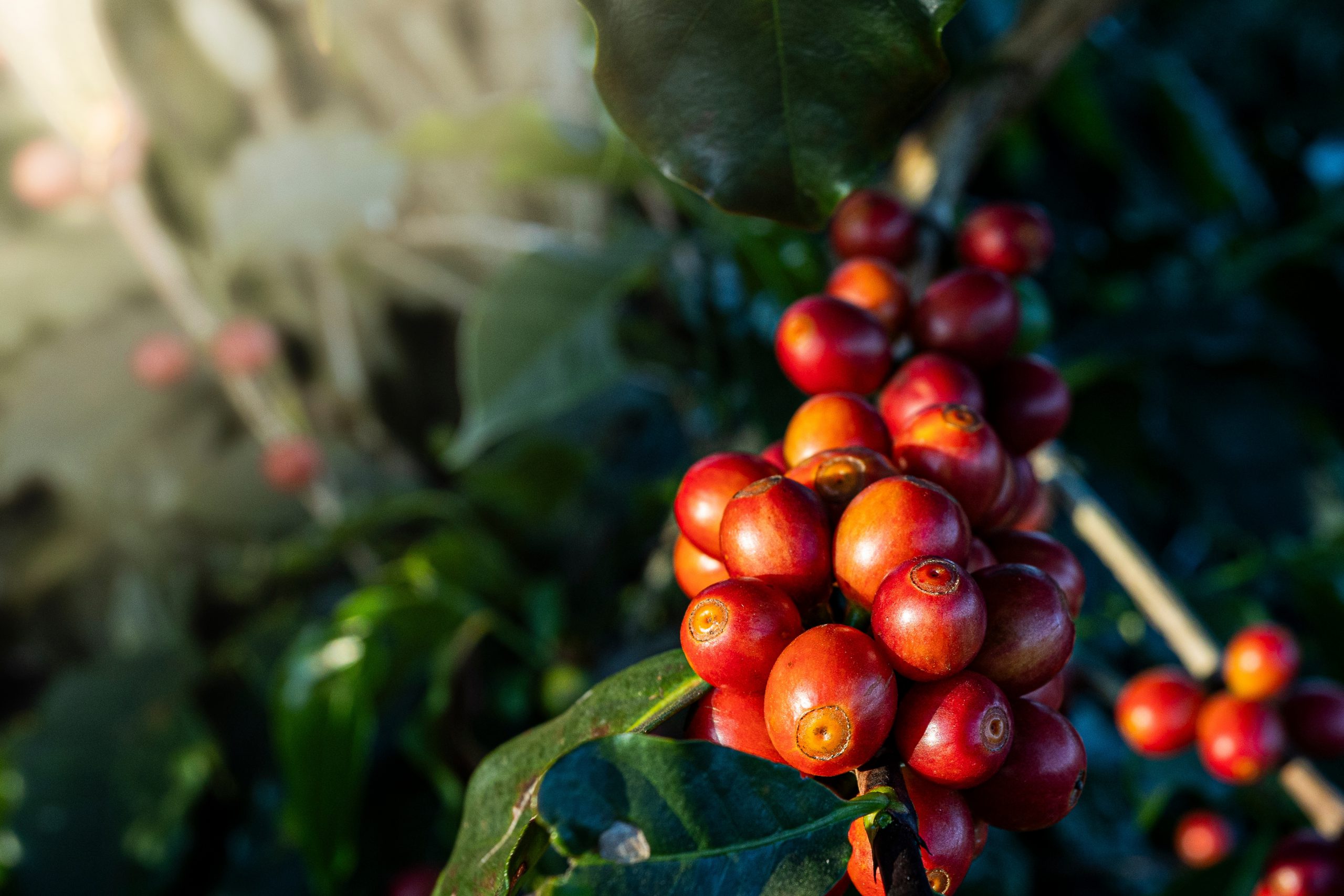 La exportación de café peruano es un motor en la economía del país