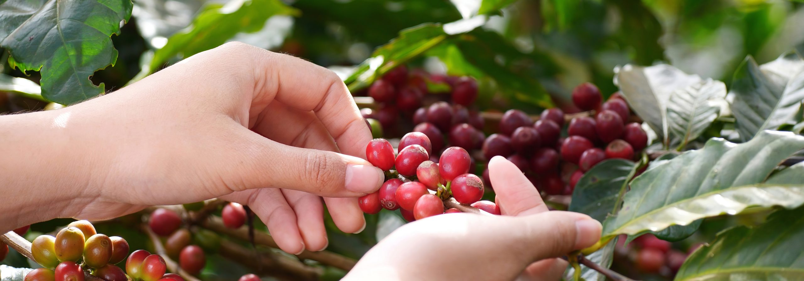 Café orgánico: ¿por qué es mejor?